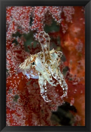 Framed Indonesia, New Guinea Island, Raja Ampat, Cuttlefish Print