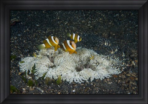 Framed Indonesia, Sulawesi, Lembeh Strait, Marine Life Print