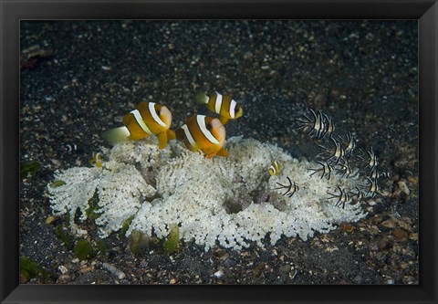 Framed Indonesia, Sulawesi, Lembeh Strait, Marine Life Print