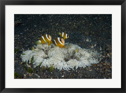 Framed Indonesia, Sulawesi, Lembeh Strait, Marine Life Print