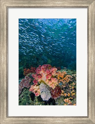 Framed Indonesia, Triton Bay, Silversides fish Print