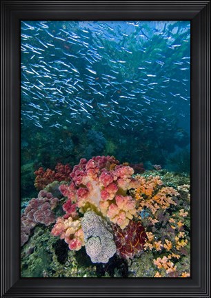 Framed Indonesia, Triton Bay, Silversides fish Print