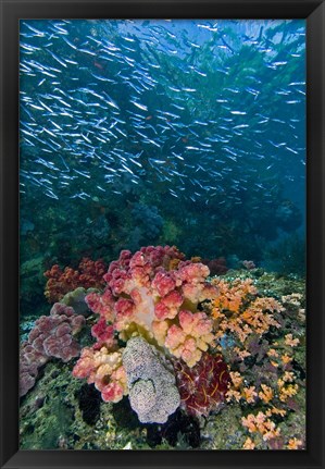 Framed Indonesia, Triton Bay, Silversides fish Print