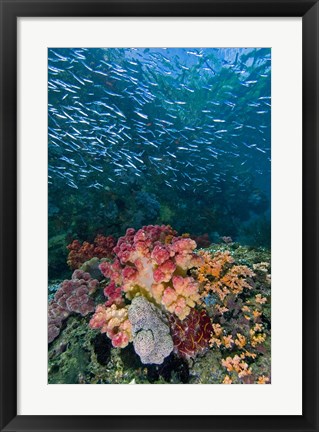 Framed Indonesia, Triton Bay, Silversides fish Print