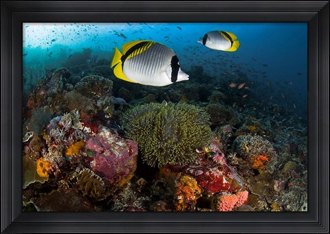 Framed Lined butterflyfish swim over reef corals, Komodo National Park, Indonesia Print