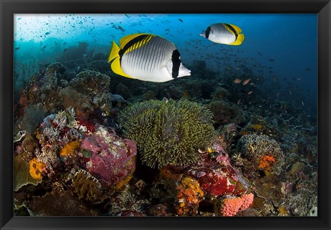 Framed Lined butterflyfish swim over reef corals, Komodo National Park, Indonesia Print