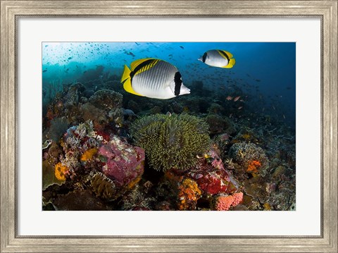 Framed Lined butterflyfish swim over reef corals, Komodo National Park, Indonesia Print