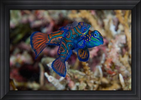 Framed Mandarin fish Print
