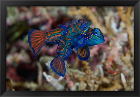 Framed Mandarin fish Print