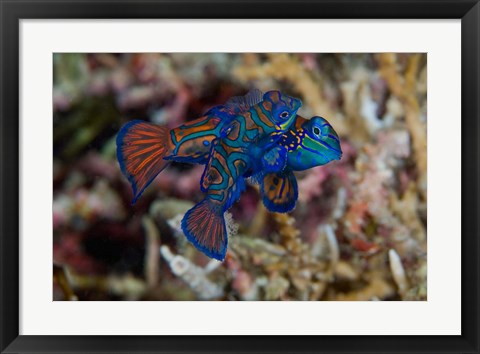 Framed Mandarin fish Print