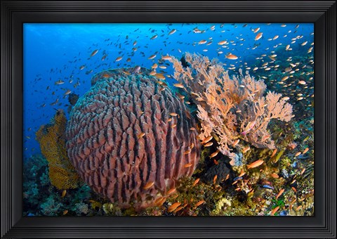 Framed Marine Life Print
