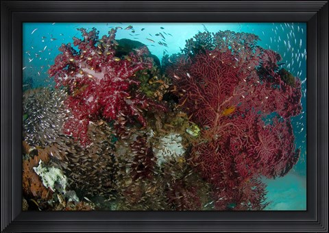 Framed Marine Life, Reefs Print