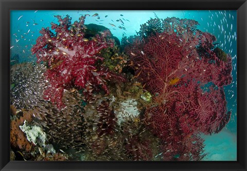 Framed Marine Life, Reefs Print