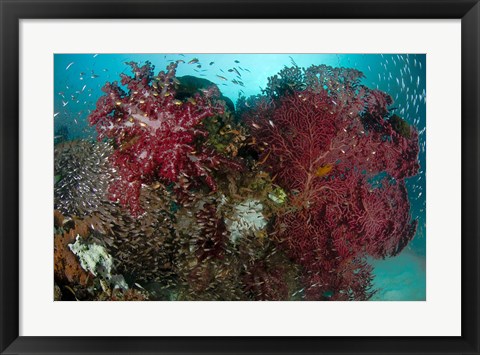 Framed Marine Life, Reefs Print