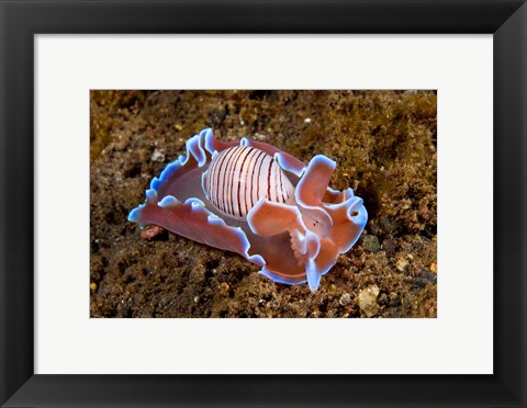 Framed molluskmarine life Print