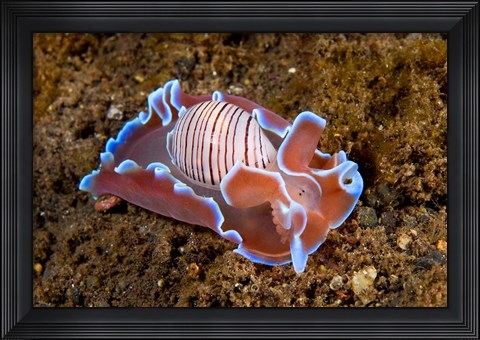 Framed molluskmarine life Print