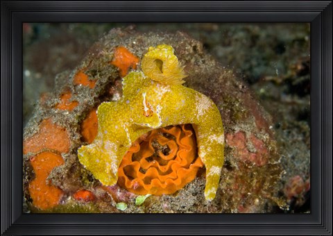 Framed Nudibranch, Marine Life Print