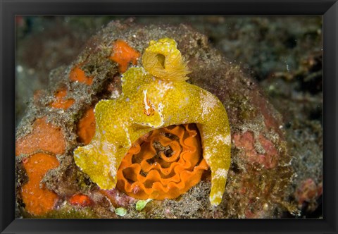 Framed Nudibranch, Marine Life Print