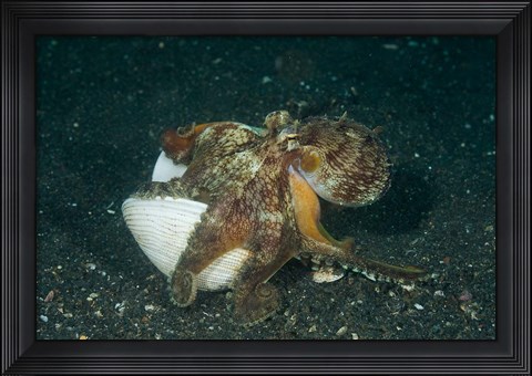 Framed Octopus Print
