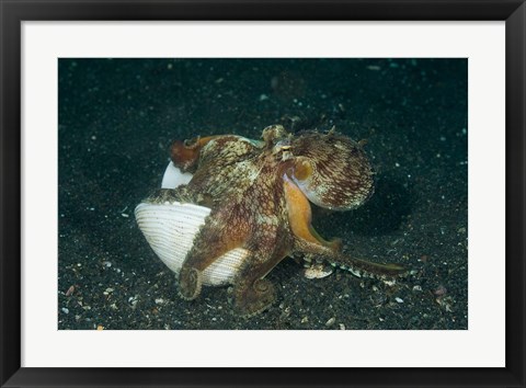 Framed Octopus Print