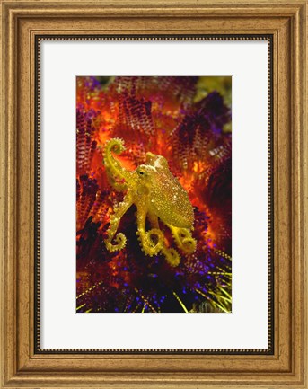 Framed Octopus marine life Print