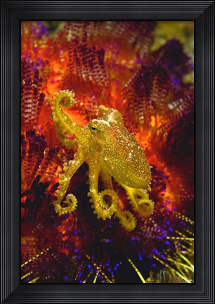 Framed Octopus marine life Print