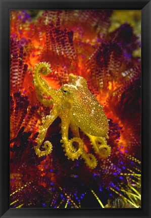 Framed Octopus marine life Print