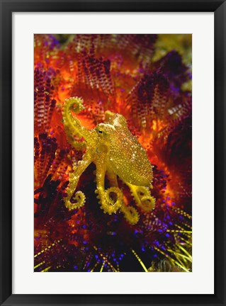 Framed Octopus marine life Print