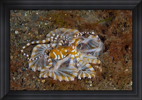 Framed Octopus, Indonesia Print