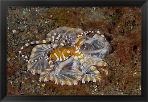 Framed Octopus, Indonesia Print