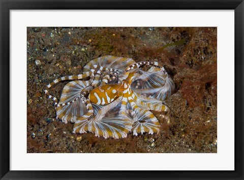 Framed Octopus, Indonesia Print