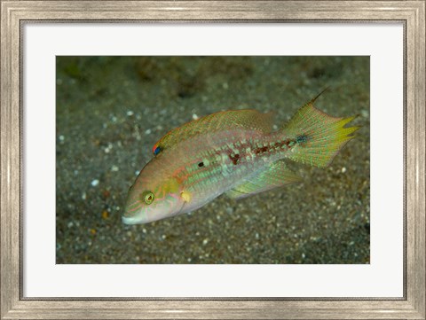 Framed Parrot fish Print