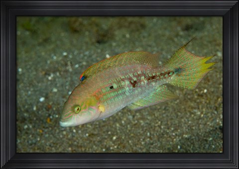 Framed Parrot fish Print