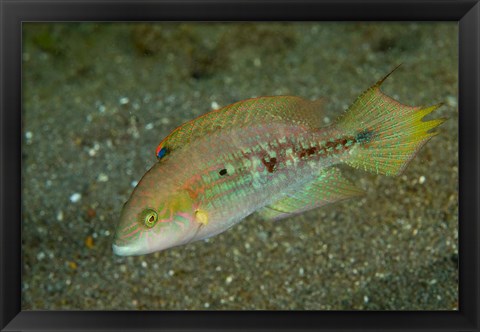 Framed Parrot fish Print