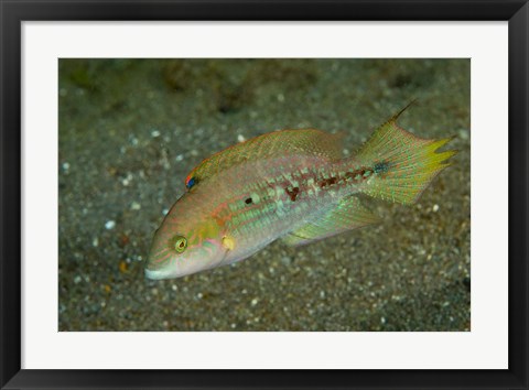 Framed Parrot fish Print