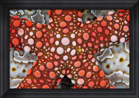 Framed Partial view of colorful sea star over a sea cucumber, Raja Ampat, Indonesia Print