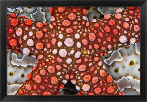 Framed Partial view of colorful sea star over a sea cucumber, Raja Ampat, Indonesia Print