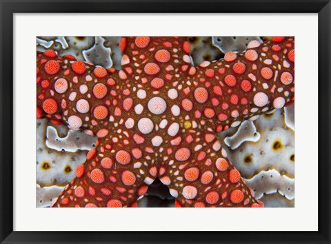 Framed Partial view of colorful sea star over a sea cucumber, Raja Ampat, Indonesia Print