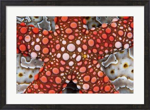 Framed Partial view of colorful sea star over a sea cucumber, Raja Ampat, Indonesia Print