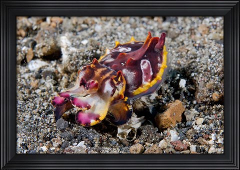 Framed Pfeffer&#39;s flamboyant cuttlefish Print