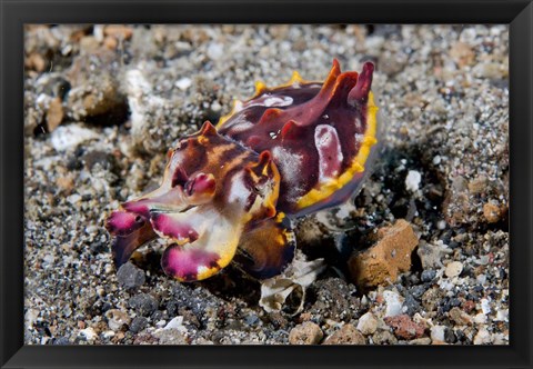 Framed Pfeffer&#39;s flamboyant cuttlefish Print