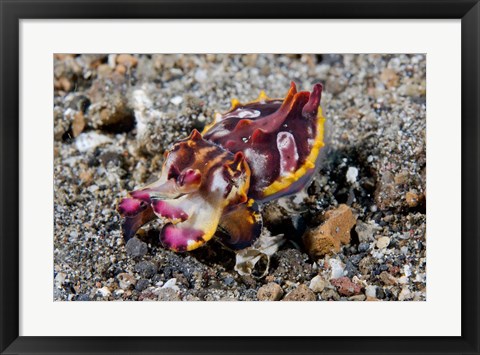 Framed Pfeffer&#39;s flamboyant cuttlefish Print