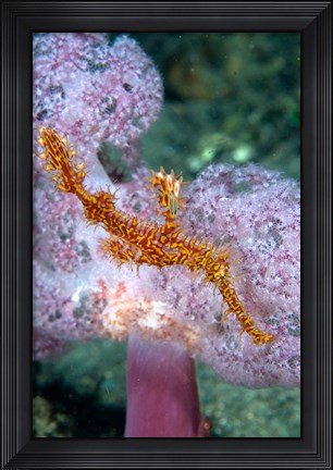 Framed Pipe fish and coral Print