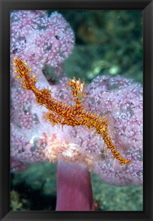 Framed Pipe fish and coral Print