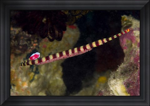 Framed Pipefish Print