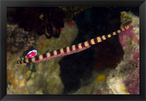 Framed Pipefish Print