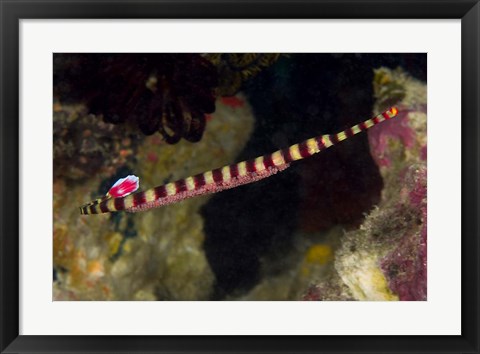 Framed Pipefish Print