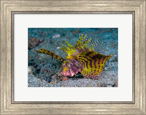 Framed Red dwarf lionfish Print