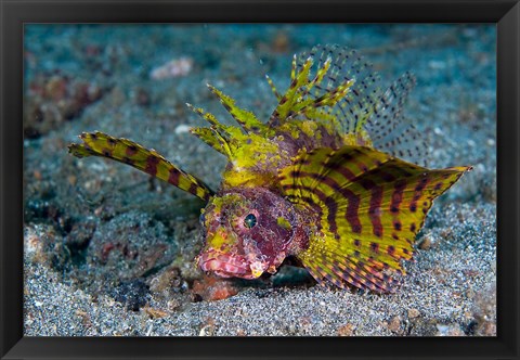 Framed Red dwarf lionfish Print