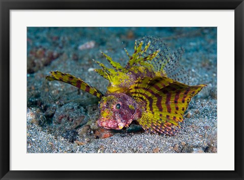 Framed Red dwarf lionfish Print